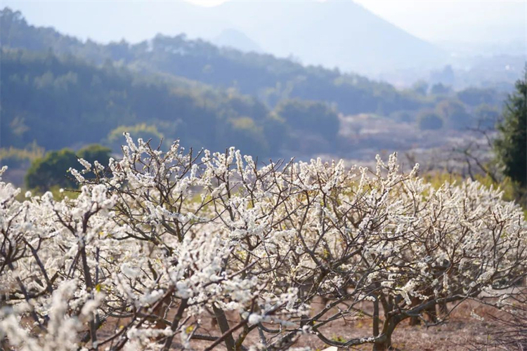 （文旅專題）鐵嶺：花天錦地 踏春而來_fororder_文旅鐵嶺1