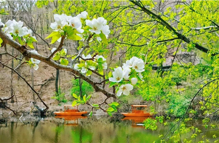 （文旅專題）鞍山：春意滿園 百花齊放_fororder_文旅鞍山2