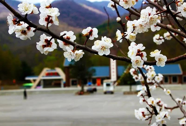 （文旅專題）本溪：浪漫春日 花滿山城_fororder_文旅本溪2