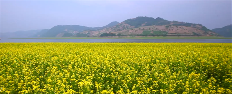 （文旅專題）丹東：河口山間 花開爛漫_fororder_文旅丹東5