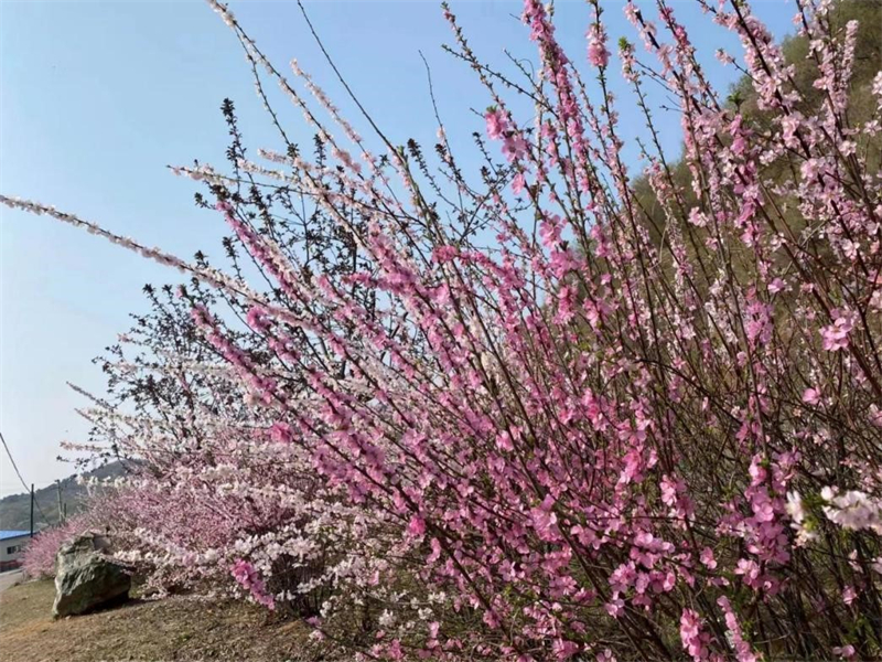 （文旅專題）撫順：繁花似錦 百花齊放_fororder_文旅撫順2