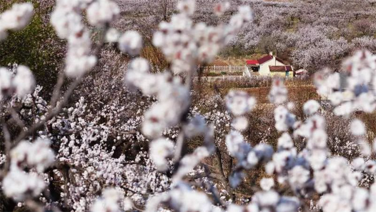 （文旅專題）瀋陽：處處花開 時時向陽_fororder_文旅瀋陽4