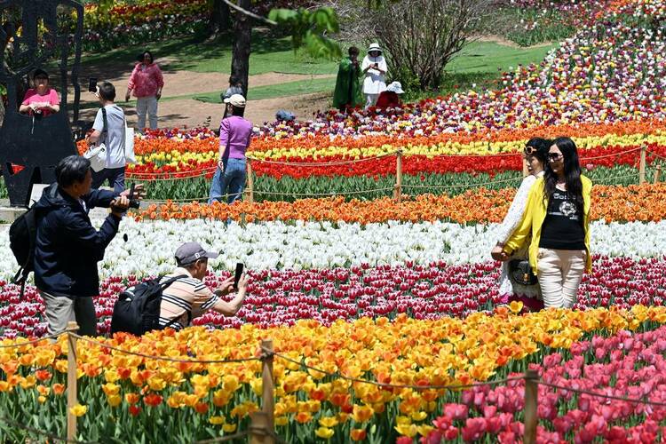 （推中首）瀋陽世博園：鬱金香花開迎客來