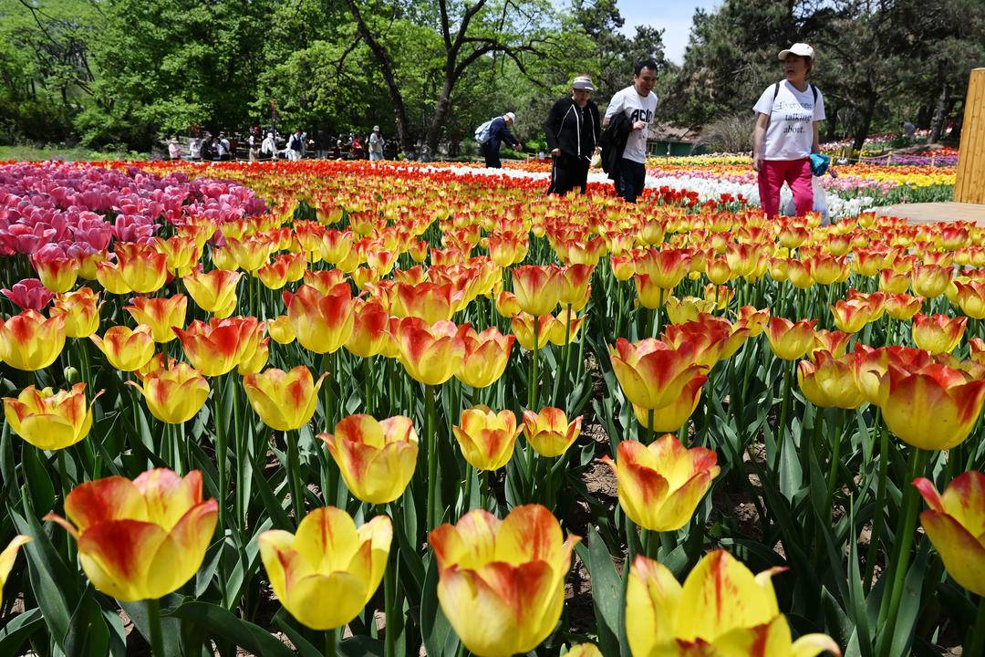 （推中首）瀋陽世博園：鬱金香花開迎客來