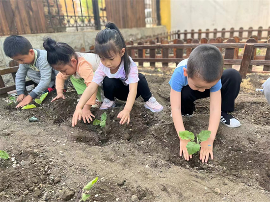 瀋陽市大東區教育局東新幼兒園開展種植主題活動_fororder_圖片1