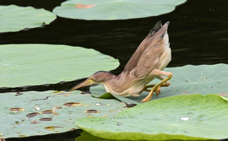 瀋陽：荷塘裏的“捕魚郎”——黃葦鳽