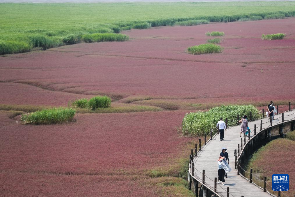 盤錦：夏遊紅海灘