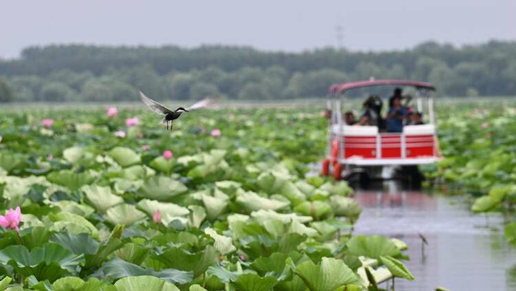 遼河七星湖：三千畝荷花開正盛