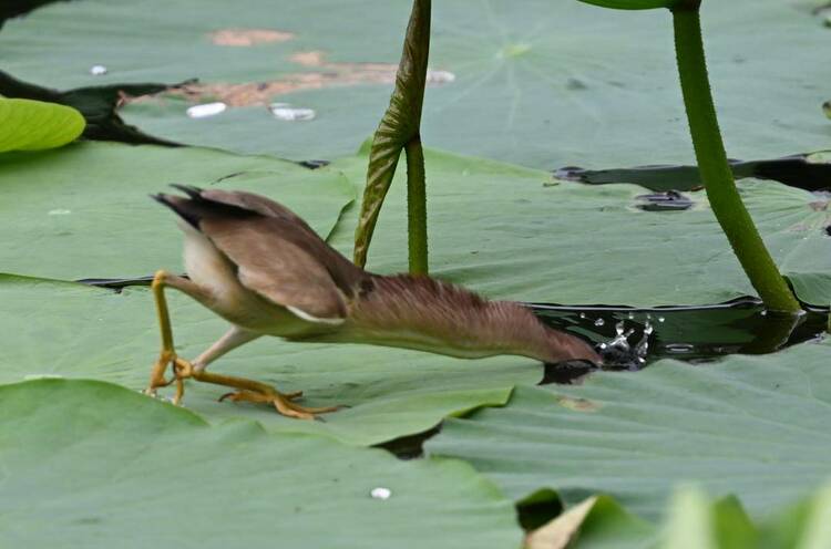 瀋陽：荷塘裏的“捕魚郎”——黃葦鳽