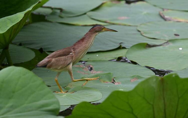 瀋陽：荷塘裏的“捕魚郎”——黃葦鳽