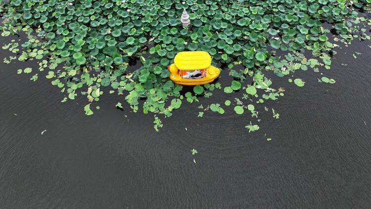 瀋陽：滿池荷花開，人在畫中游