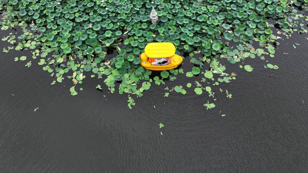 瀋陽：滿池荷花開，人在畫中游