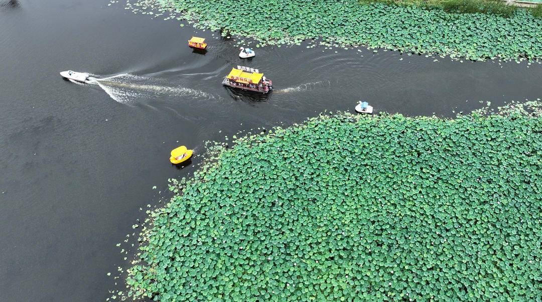 瀋陽：滿池荷花開，人在畫中游