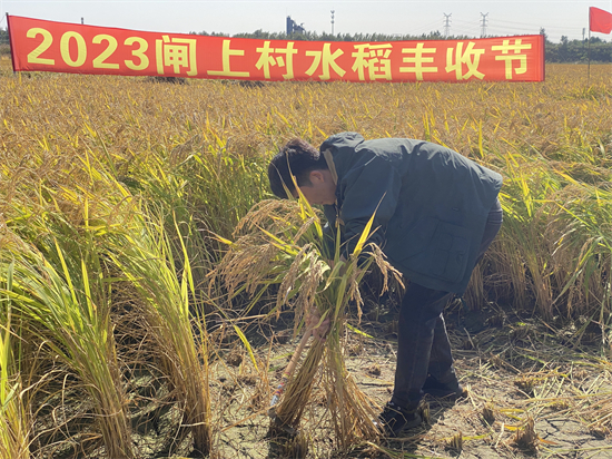 瀋陽閘上村舉行豐收節 品牌大米和認養農業取得“雙豐收”_fororder_2