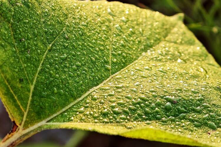 大連：白露時節，草木凝露