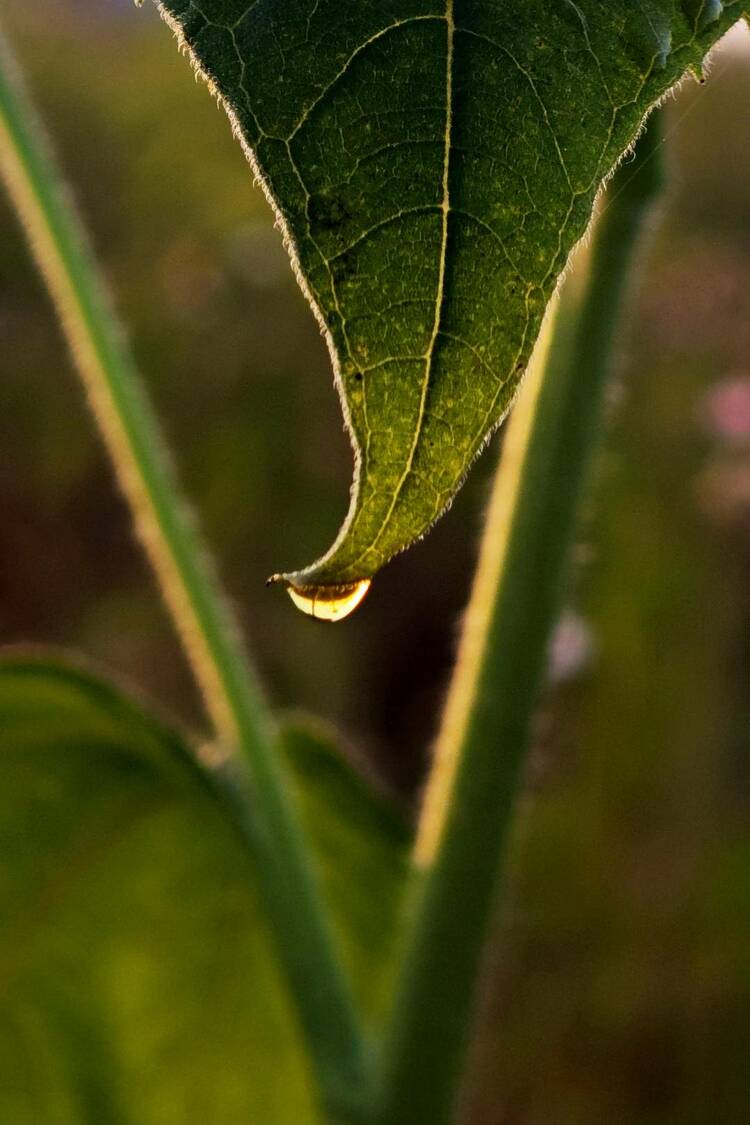 大連：白露時節，草木凝露