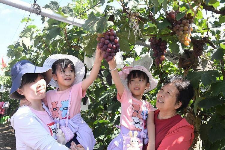 瀋陽下河灣村首屆葡萄採摘節開幕