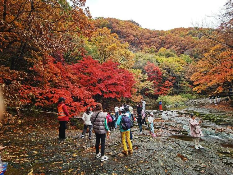 層林盡染，本溪楓葉紅火假日消費