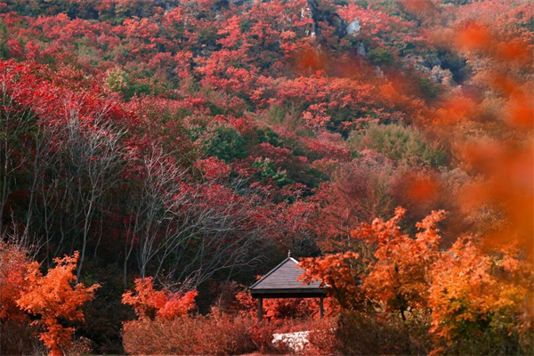 （文旅專題）大連天門山賞秋 “楓”火連天_fororder_文旅天門山4_副本