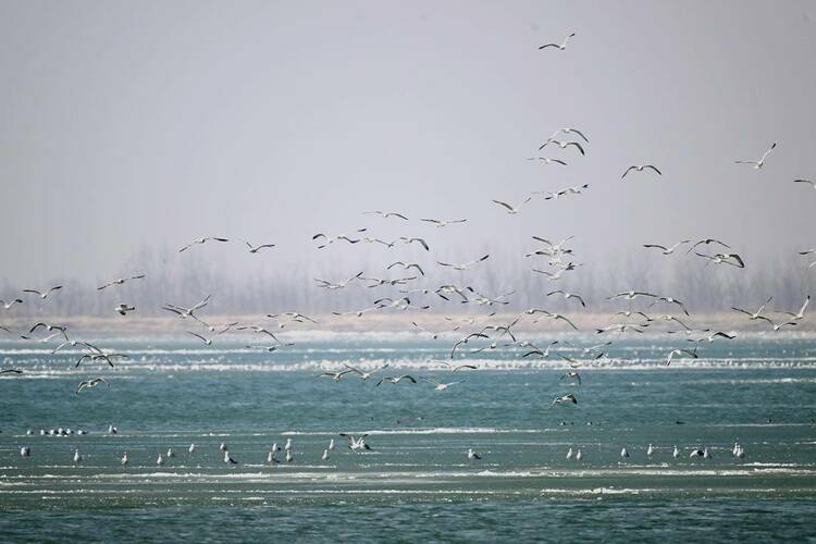 遼河口“鳥浪”來襲