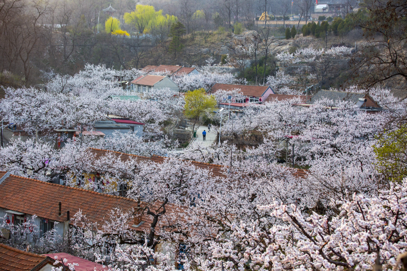 丹東：春花綻放 與鳥潮遙相呼應