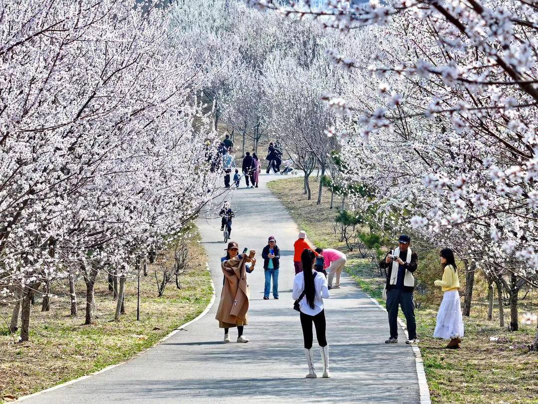 大連：林花皆似錦，儘是看花人