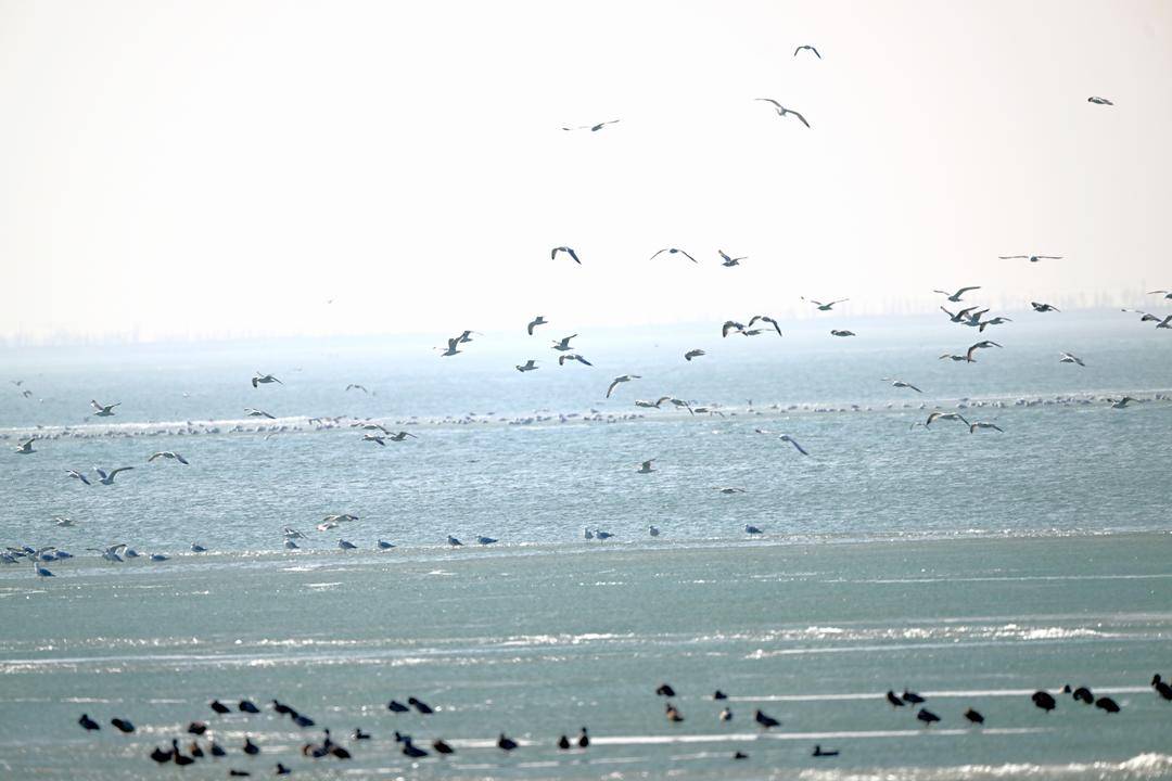 遼河口“鳥浪”來襲