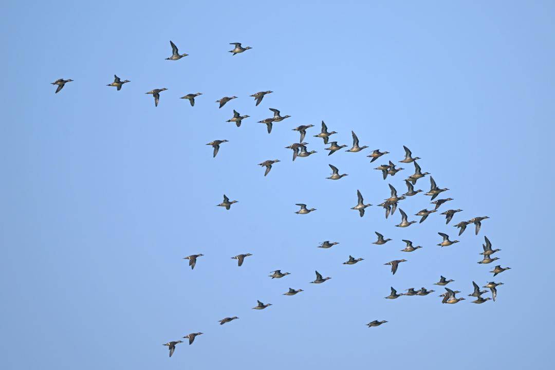 遼河口“鳥浪”來襲