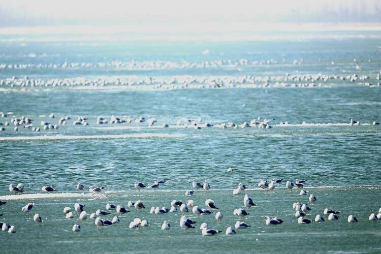 遼河口“鳥浪”來襲