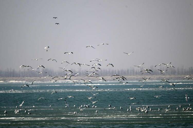 遼河口“鳥浪”來襲