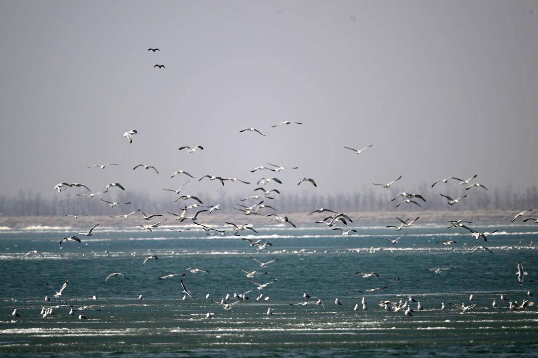 遼河口“鳥浪”來襲