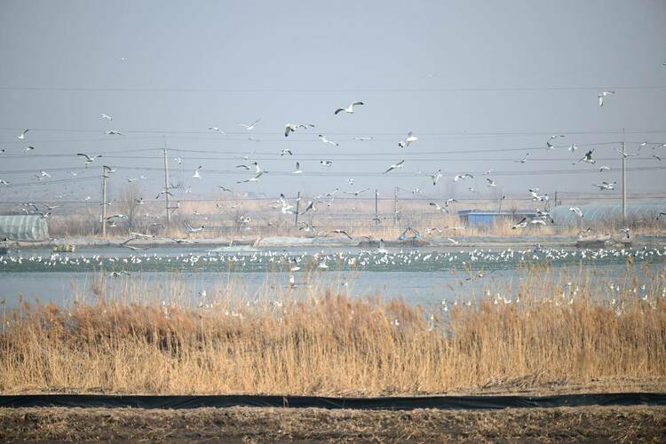 遼河口“鳥浪”來襲