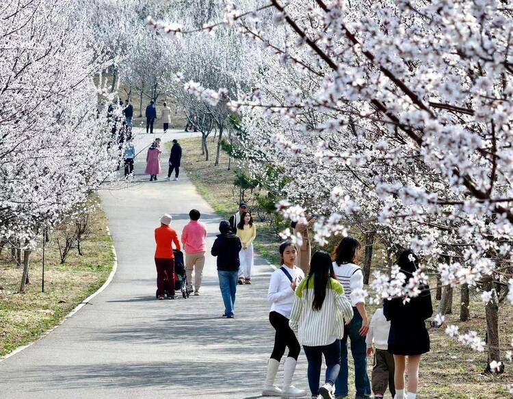 大連：林花皆似錦，儘是看花人