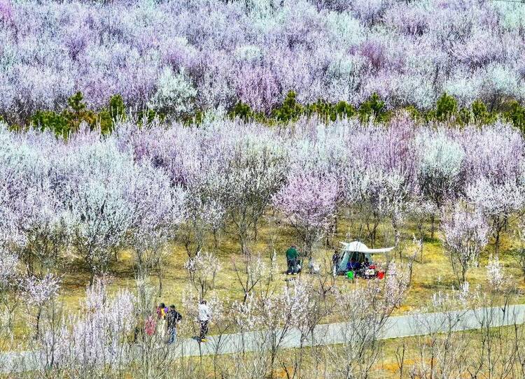 大連：林花皆似錦，儘是看花人