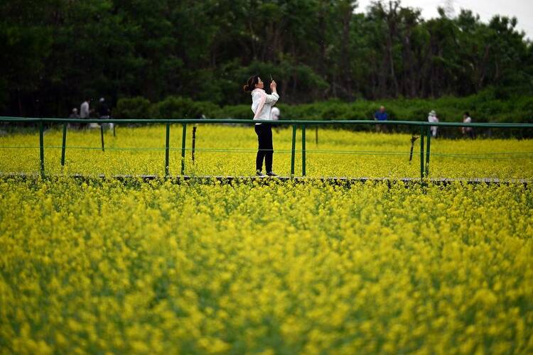 瀋陽：油菜花開滿地金