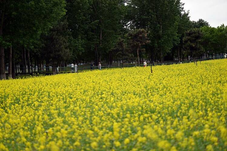 瀋陽：油菜花開滿地金