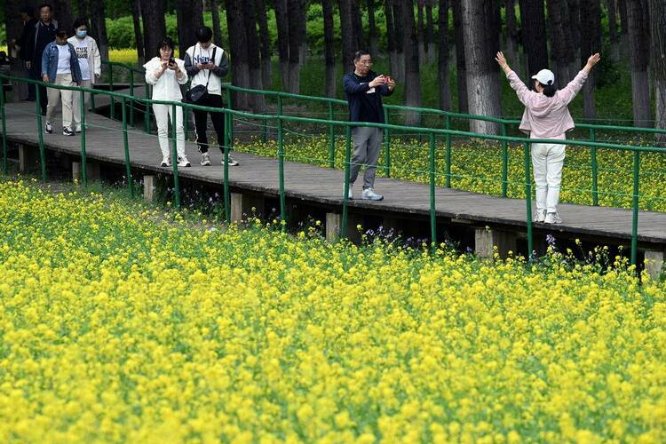 瀋陽：油菜花開滿地金