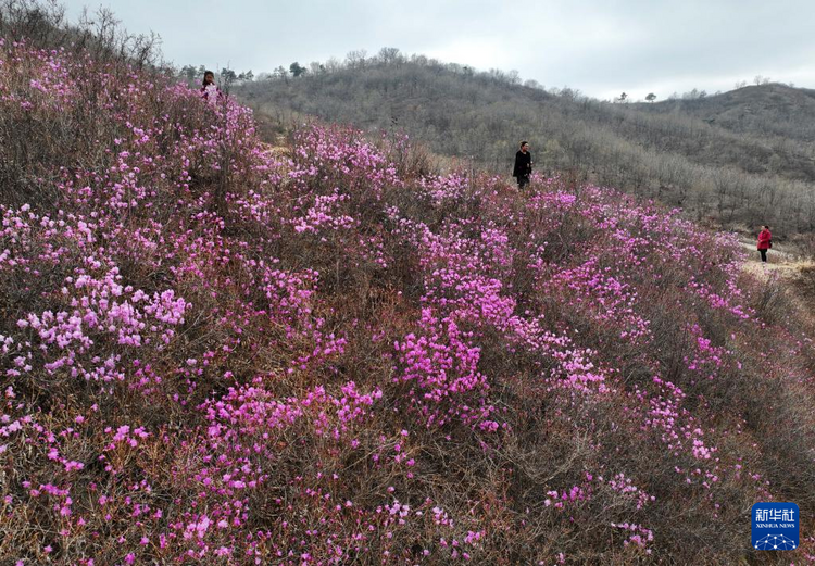 鞍山：映山紅花開