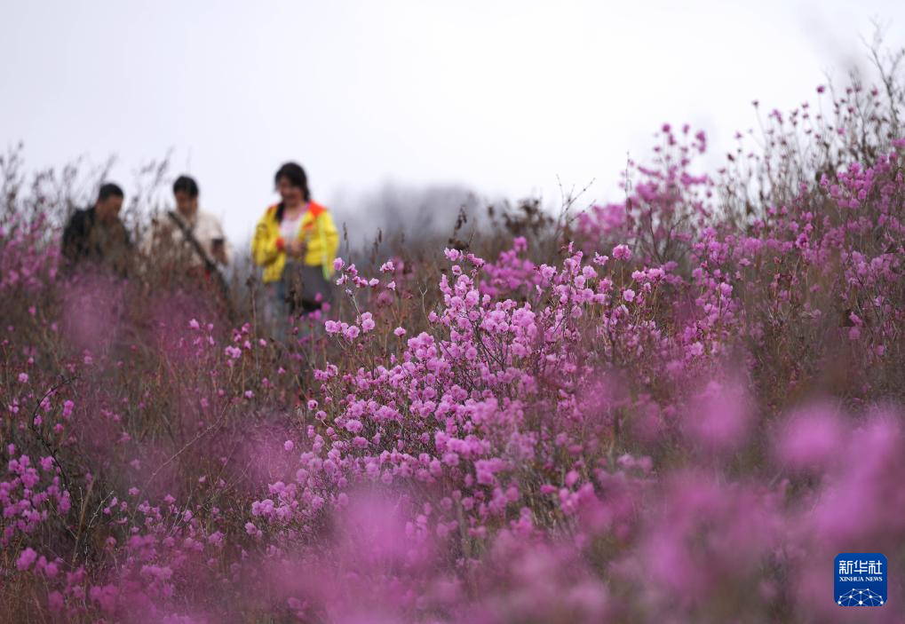 鞍山：映山紅花開