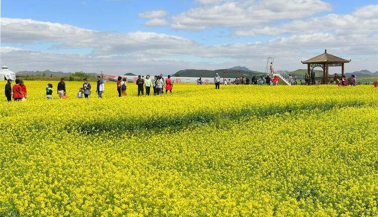 朝陽：花海如畫客自來