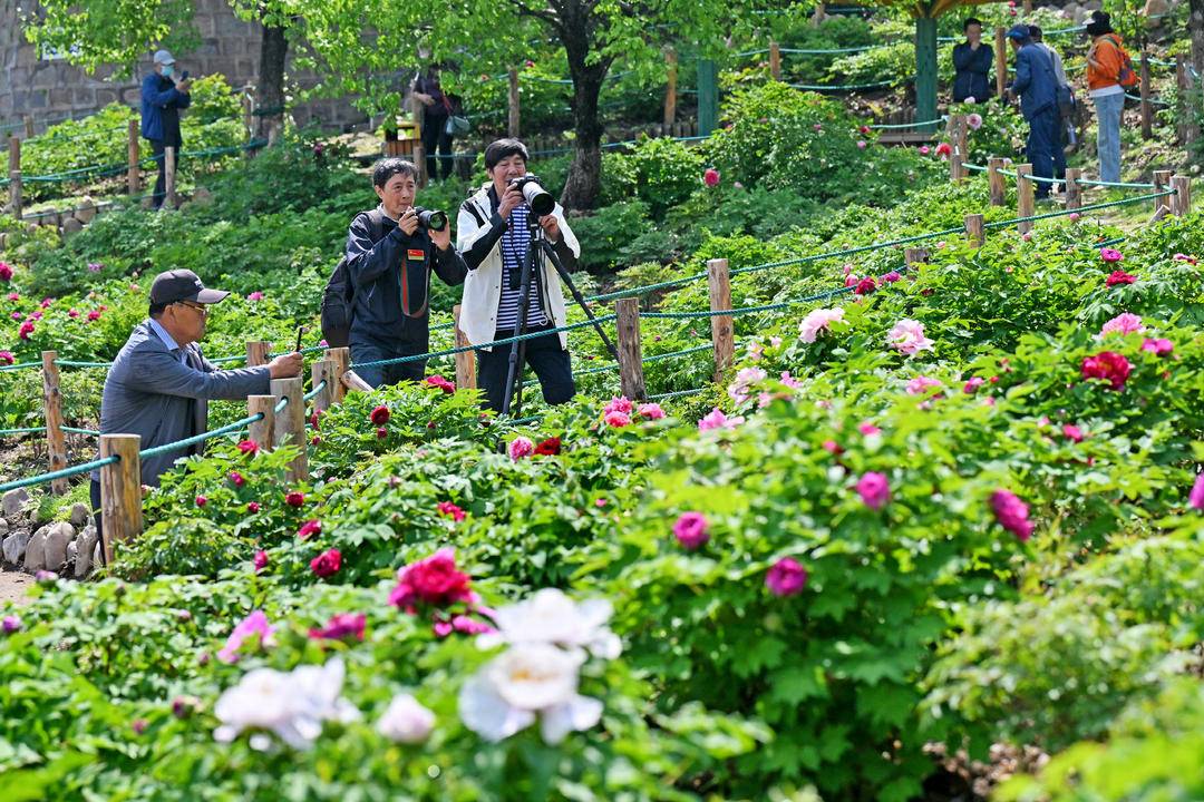 本溪：牡丹花開引客來