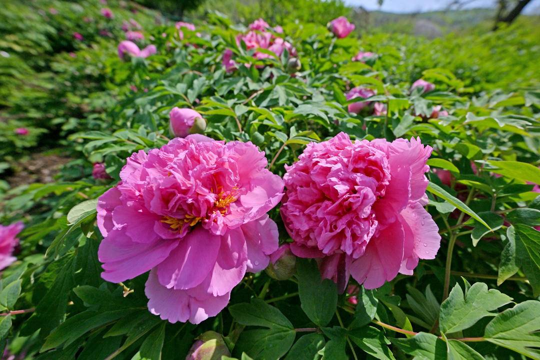 本溪：牡丹花開引客來