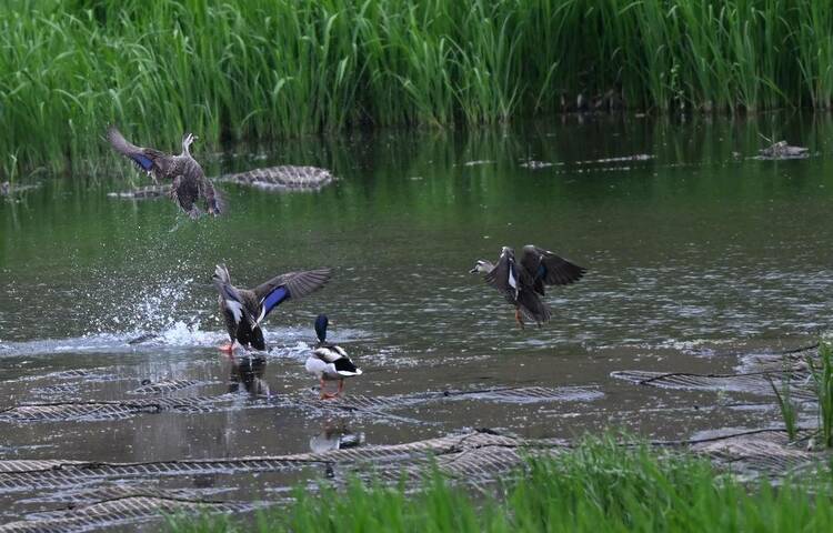 瀋陽：群鳥匯聚白沙河