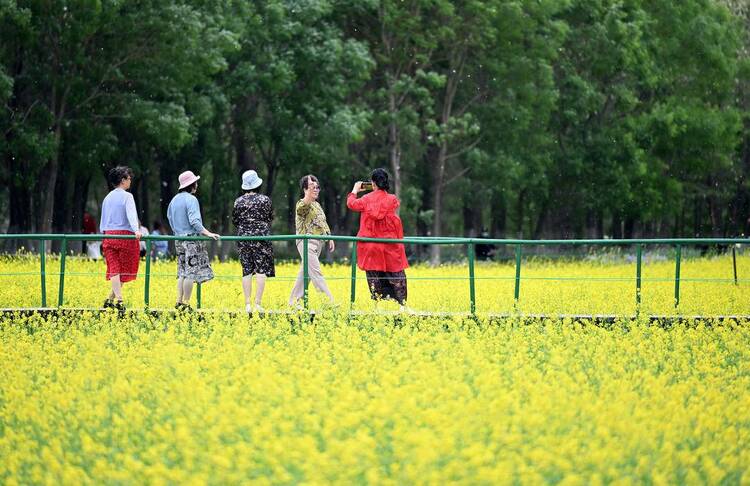 瀋陽：油菜花開滿地金