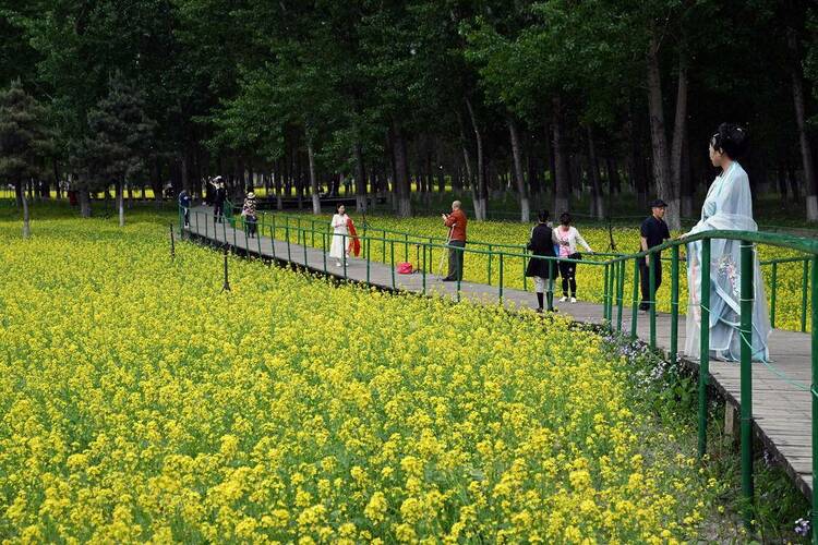 瀋陽：油菜花開滿地金