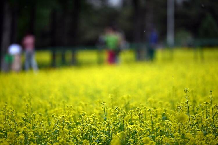 瀋陽：油菜花開滿地金