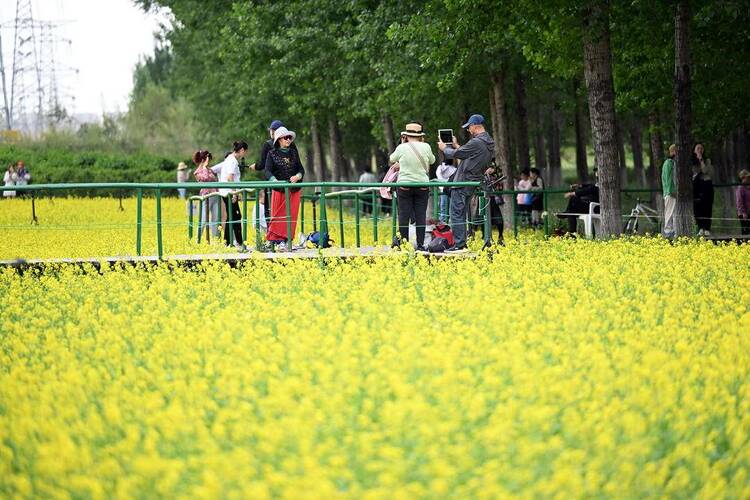 瀋陽：油菜花開滿地金