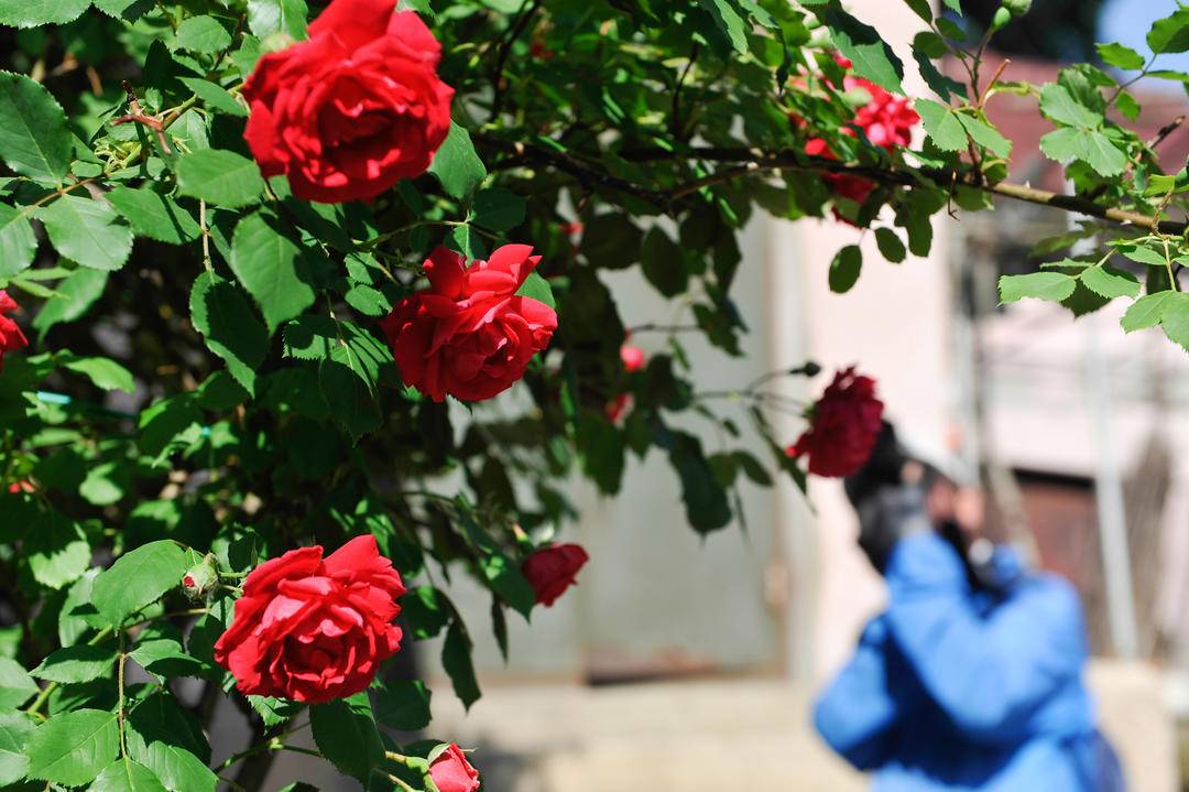 鞍山：薔薇花兒開