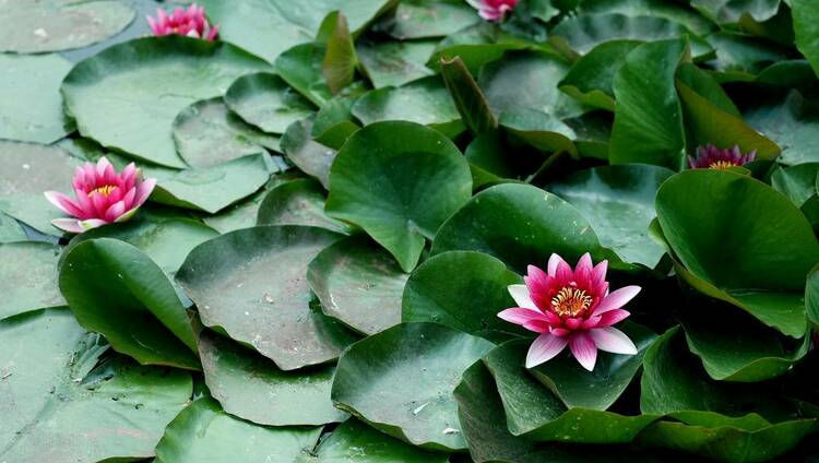 鐵嶺：睡蓮花開知“夏”來