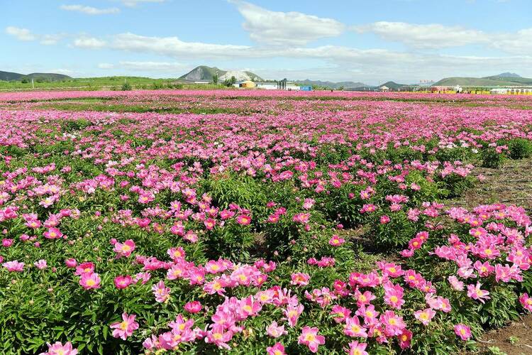 朝陽：花海如畫客自來